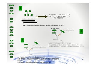 1

COMPLEXO CARBOIDRATO

BLOQUEIA A COLONIZAÇÃO
DE BACTÉRIAS PATÓGENAS
NO INTESTINO

IMMUNOWALL

MANANOLIGOSSACARÍDEO (MOS) É A PRINCIPAL SUBSTÂNCIA ATIVA.
BACTÉRIA BENÉFICA
BACTÉRIA PATÓGENA

OO
OO
OO
OO

3

O
O
O
O
O
O
O

O

O

2

O

PAREDE INTESTINAL COM SÍTIO DE LIGAÇÃO
LIGAÇÃO À PAREDE INTESTINAL É O PRIMEIRO ESTÁGIO DE INFECÇÃO.
COM SUPLEMENTAÇÃO DE MOS
OO
OO
OO
OO

BACTÉRIAS BENÉFICAS E PATÓGENAS TEM DIFERENTES SÍTIOS DE LIGAÇÃO.

OO
OO
O
O
O
O
O
O

PAREDE INTESTINAL COM SÍTIO DE LIGAÇÃO
BACTÉRIAS QUE POSSUEM FIMBRIA TIPO 1 SE LIGAM AO MANANOLIGOSACARÍDEO
(MOS). O MOS NÃO É DIGERIDO E CARREGA ESTAS BACTÉRIAS PARA FORA DO TRATO
DIGESTIVO.
O SÍTIO DE LIGAÇÃO DAS BACTÉRIAS BENÉFICAS NÃO É AFETADO.

 