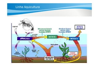 Linha Aquicultura

 