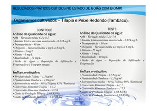 RESULTADOS PRÁTICOS OBTIDOS NO ESTADO DE GOIÁS COM BIOMIX

Organismos cultivados – Tilápia e Peixe Redondo (Tambacu).
CONTROLE
água:
Análise da Qualidade da água:

TESTE
água:
Análise da Qualidade da água:

• pH – Variação média 6.2 e 8.2
• Amônia Tóxica máxima monitorada – 0.028 mg/L.
• Transparência – 40 cm
• Oxigênio – Variação média 2 mg/L a 8 mg/L.
• Nitrato – 5 mg/L
• Nitrito – 0 mg/L
• Alcalinidade – 12 mg/L
• Vazão de Água – Reposição de Infiltração e
Evaporação e 1 l/seg por tanque.

• pH – Variação média 7.2 e 7.6
• Amônia Tóxica máxima monitorada – 0.014 mg/L.
• Transparência – 30 cm
• Oxigênio – Variação média 4,5 mg/L a 6 mg/L.
• Nitrato – 25 mg/L
• Nitrito – 0 mg/L
• Alcalinidade – 40 mg/L
• Vazão de água – Reposição de Infiltração e
Evaporação.

Índices produzidos:
• Produtividade Tilápia – 1,3 kg/m².

Índices produzidos:

• Produtividade Tambacu – 1,0 kg/m²
• Sobrevivência média – 90% (Tilápia) 85% (Tambacu)
• Conversão Alimentar Tilápia – 1/1,2
• Conversão Alimentar Tambacu – 1/1,6
• Custo de Produção Tilápia - 2,08 R$/Kg
• Custo de Produção Tambacu – 2,25 R$/Kg

• Produtividade Tilápia – 1,52 kg/m².
• Produtividade Tambacu – 1,2 kg/m²
• Sobrevivência média – 94% (Tilápia) 90% (Tambacu)
• Conversão Alimentar Tilápia – 1/1,1
• Conversão Alimentar Tambacu – 1/1,5
• Custo de Produção Tilápia - 1,88 R$/Kg
• Custo de Produção Tambacu – 2,03 R$/Kg

 