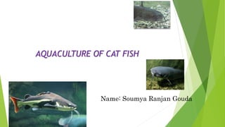 AQUACULTURE OF CAT FISH
Name: Soumya Ranjan Gouda
 