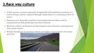 Aquaculture of catfish ppt.pptx
