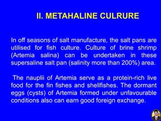 II. METAHALINE CULRURE
In off seasons of salt manufacture, the salt pans are
utilised for fish culture. Culture of brine shrimp
(Artemia salina) can be undertaken in these
supersaline salt pan (salinity more than 200%) area.
The nauplii of Artemia serve as a protein-rich live
food for the fin fishes and shellfishes. The dormant
eggs (cysts) of Artemia formed under unfavourable
conditions also can earn good foreign exchange.
 