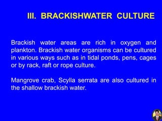 III. BRACKISHWATER CULTURE
Brackish water areas are rich in oxygen and
plankton. Brackish water organisms can be cultured
in various ways such as in tidal ponds, pens, cages
or by rack, raft or rope culture.
Mangrove crab, Scylla serrata are also cultured in
the shallow brackish water.
 