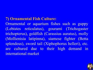 7) Ornamental Fish Culture:
Ornamental or aquarium fishes such as guppy
(Lebistes reticulatus), gourami (Trichogaster
trichopterus), goldfish (Carassius auratus), molly
(Mollienisia latipinna), siamese fighter (Betta
splendeus), sword tail (Xiphophorus helleri), etc.
are cultured due to their high demand in
international market
 
