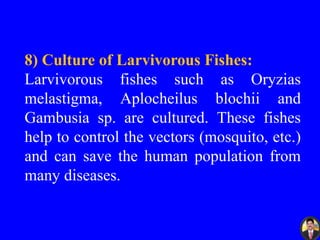 8) Culture of Larvivorous Fishes:
Larvivorous fishes such as Oryzias
melastigma, Aplocheilus blochii and
Gambusia sp. are cultured. These fishes
help to control the vectors (mosquito, etc.)
and can save the human population from
many diseases.
 