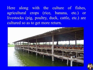 Here along with the culture of fishes,
agricultural crops (rice, banana, etc.) or
livestocks (pig, poultry, duck, cattle, etc.) are
cultured so as to get more return.
 