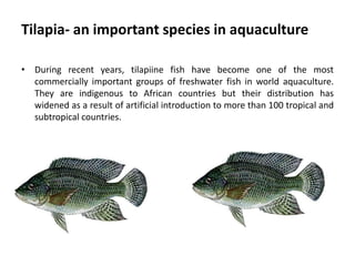 Carp Aquaculture 
• Possibly the oldest form of aquaculture in the 
known world. 
• Currently the largest (2/3 of ALL fish...