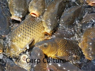 Feeding 
• Grass carp: can be reared on plants alone, but also 
perform well on pellets. 
• Bighead are eat detritus and z...