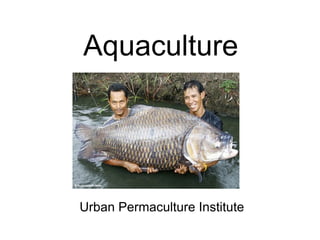 Aquaculture Urban Permaculture Institute 