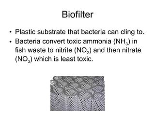 Biofilter Plastic substrate that bacteria can cling to. Bacteria convert toxic ammonia (NH 3 ) in fish waste to nitrite (NO 2 ) and then nitrate (NO 3 ) which is least toxic. 
