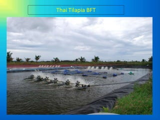 Thai Tilapia BFT
 
