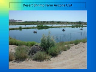 Desert Shrimp Farm Arizona USA
 