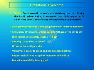 Limitations Overcome

2. Seed: Farms around the world are switching over to culturing
    the Pacific White Shrimp L vannamei and trials conducted in
    Sindh have been successful and acceptable by local processors.

• Slow growth syndrome – emerging problem in Penaeus monodon

• Availability of vannamei shrimp Specific Pathogen Free SPF & CPF
• High tolerance to salinity levels 1 – 40 ppt
• Stocking rates of up to 150 m²
• Grows as fast as tiger shrimp
• Vannamei is easier to breed and has excellent qualities
• Better survival rates as against monodon and indicus
• Market acceptability is very good.
 