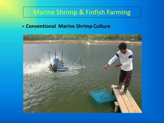 Marine Shrimp & Finfish Farming
   Conventional Marine Shrimp Culture
 