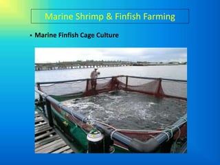 Marine Shrimp & Finfish Farming
   Marine Finfish Cage Culture
 