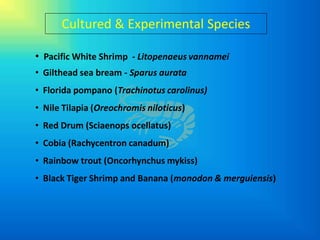 Cultured & Experimental Species

• Pacific White Shrimp - Litopenaeus vannamei
• Gilthead sea bream - Sparus aurata
• Florida pompano (Trachinotus carolinus)
• Nile Tilapia (Oreochromis niloticus)
• Red Drum (Sciaenops ocellatus)
• Cobia (Rachycentron canadum)
• Rainbow trout (Oncorhynchus mykiss)
• Black Tiger Shrimp and Banana (monodon & merguiensis)
 