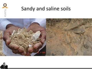 KVAFSU
Sandy and saline soils
 