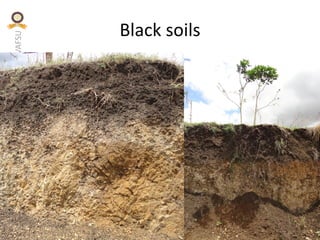 KVAFSU
Black soils
 