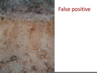 KVAFSU
False positive
 