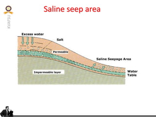 KVAFSU Saline seep area
 
