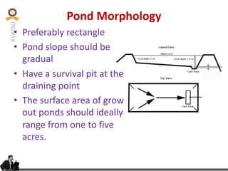 KVAFSU
Pond Morphology
• Preferably rectangle
• Pond slope should be
gradual
• Have a survival pit at the
draining point
• The surface area of grow
out ponds should ideally
range from one to five
acres.
 
