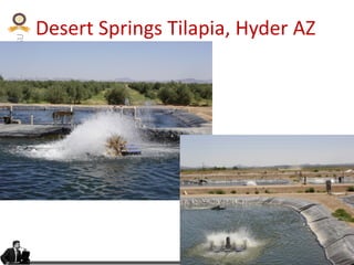 KVAFSU
Desert Springs Tilapia, Hyder AZ
 