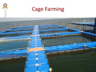 KVAFSU
Cage Farming
 