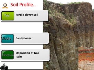 KVAFSU
Top Fertile clayey soil
Middle Sandy loam.
Bottom
Deposition of Na+
salts
Soil Profile..
 