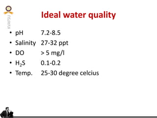 KVAFSU
Ideal water quality
• pH 7.2-8.5
• Salinity 27-32 ppt
• DO > 5 mg/l
• H2S 0.1-0.2
• Temp. 25-30 degree celcius
 