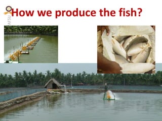 KVAFSU
How we produce the fish?
 