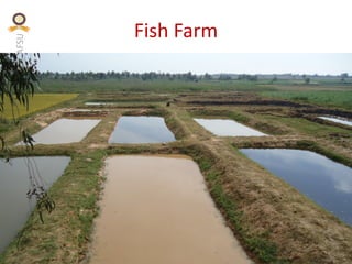 KVAFSU
Fish Farm
 