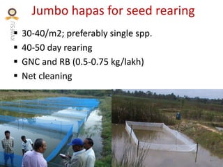 KVAFSU Jumbo hapas for seed rearing
§ 30-40/m2; preferably single spp.
§ 40-50 day rearing
§ GNC and RB (0.5-0.75 kg/lakh)
§ Net cleaning
 