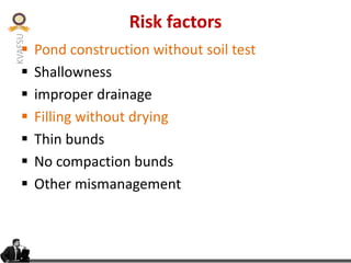 KVAFSU Risk factors
§ Pond construction without soil test
§ Shallowness
§ improper drainage
§ Filling without drying
§ Thin bunds
§ No compaction bunds
§ Other mismanagement
 