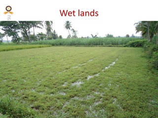 KVAFSU
Wet lands
 