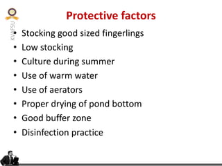 KVAFSU
Protective factors
• Stocking good sized fingerlings
• Low stocking
• Culture during summer
• Use of warm water
• Use of aerators
• Proper drying of pond bottom
• Good buffer zone
• Disinfection practice
 