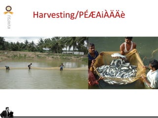 KVAFSU
Harvesting/PÉÆAiÀÄÄè
 