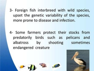 3- Foreign fish interbreed with wild species,
  upset the genetic variability of the species,
  more prone to disease and infection.

4- Some farmers protect their stocks from
  predatorily birds such as pelicans and
  albatross   by     shooting   sometimes
  endangered creature
 