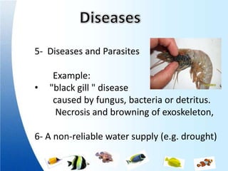 5- Diseases and Parasites

     Example:
•   "black gill " disease
     caused by fungus, bacteria or detritus.
      Necrosis and browning of exoskeleton,

6- A non-reliable water supply (e.g. drought)
 