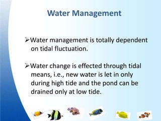 Water Management

Water management is totally dependent
 on tidal fluctuation.

Water change is effected through tidal
 means, i.e., new water is let in only
 during high tide and the pond can be
 drained only at low tide.
 