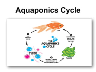 Aquaponics Cycle
 