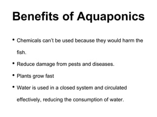 Benefits of Aquaponics
• Chemicals can’t be used because they would harm the
fish.
• Reduce damage from pests and diseases.
• Plants grow fast
• Water is used in a closed system and circulated
effectively, reducing the consumption of water.
 