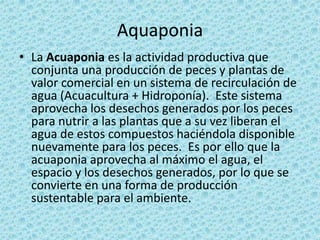 AquaponiaLa Acuaponia es la actividad productiva que conjunta una producción de peces y plantas de valor comercial en un sistema de recirculación de agua (Acuacultura + Hidroponía).  Este sistema aprovecha los desechos generados por los peces para nutrir a las plantas que a su vez liberan el agua de estos compuestos haciéndola disponible nuevamente para los peces.  Es por ello que la acuaponia aprovecha al máximo el agua, el espacio y los desechos generados, por lo que se convierte en una forma de producción sustentable para el ambiente.  		