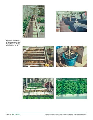 Page 6 ATTRA Aquaponics—Integration of Hydroponics with AquacultureAquaponics—Integration of Hydroponics with Aquaculture
Aquaponic greenhouse
at S&S Aqua Farms, West
Plains, Missouri. Photos
by Steve Diver, NCAT.
 