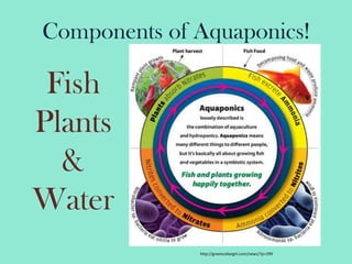 Components of Aquaponics! FishPlants&Waterhttp://greencollargirl.com/news/?p=299