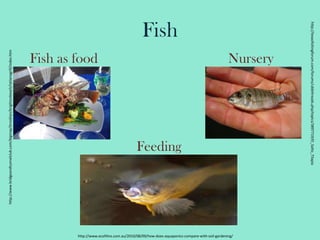 Fish   Fish as foodNurseryhttp://www.bridgeandtunnelclub.com/bigmap/brooklyn/brightonbeach/tatianagrill/index.htmhttp://texasfishingforum.com/forums/ubbthreads.php/topics/3897719/El_Salto_TilapiaFeedinghttp://www.ecofilms.com.au/2010/08/09/how-does-aquaponics-compare-with-soil-gardening/
