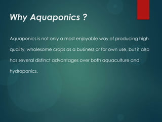 Why Aquaponics ?

Aquaponics is not only a most enjoyable way of producing high

quality, wholesome crops as a business or for own use, but it also

has several distinct advantages over both aquaculture and

hydroponics.
 
