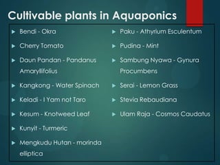 Cultivable plants in Aquaponics
   Bendi - Okra                  Paku - Athyrium Esculentum

   Cherry Tomato                 Pudina - Mint

   Daun Pandan - Pandanus        Sambung Nyawa - Gynura
    Amaryllifolius                 Procumbens

   Kangkong - Water Spinach      Serai - Lemon Grass

   Keladi - I Yam not Taro       Stevia Rebaudiana

   Kesum - Knotweed Leaf         Ulam Raja - Cosmos Caudatus

   Kunyit - Turmeric

   Mengkudu Hutan - morinda
    elliptica
 