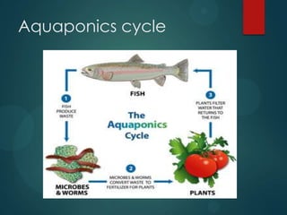 Aquaponics cycle
 