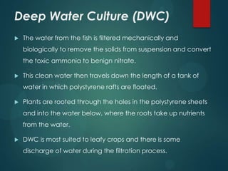 Deep Water Culture (DWC)
   The water from the fish is filtered mechanically and
    biologically to remove the solids from suspension and convert
    the toxic ammonia to benign nitrate.

   This clean water then travels down the length of a tank of
    water in which polystyrene rafts are floated.

   Plants are rooted through the holes in the polystyrene sheets
    and into the water below, where the roots take up nutrients
    from the water.

   DWC is most suited to leafy crops and there is some
    discharge of water during the filtration process.
 