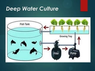 Deep Water Culture
 